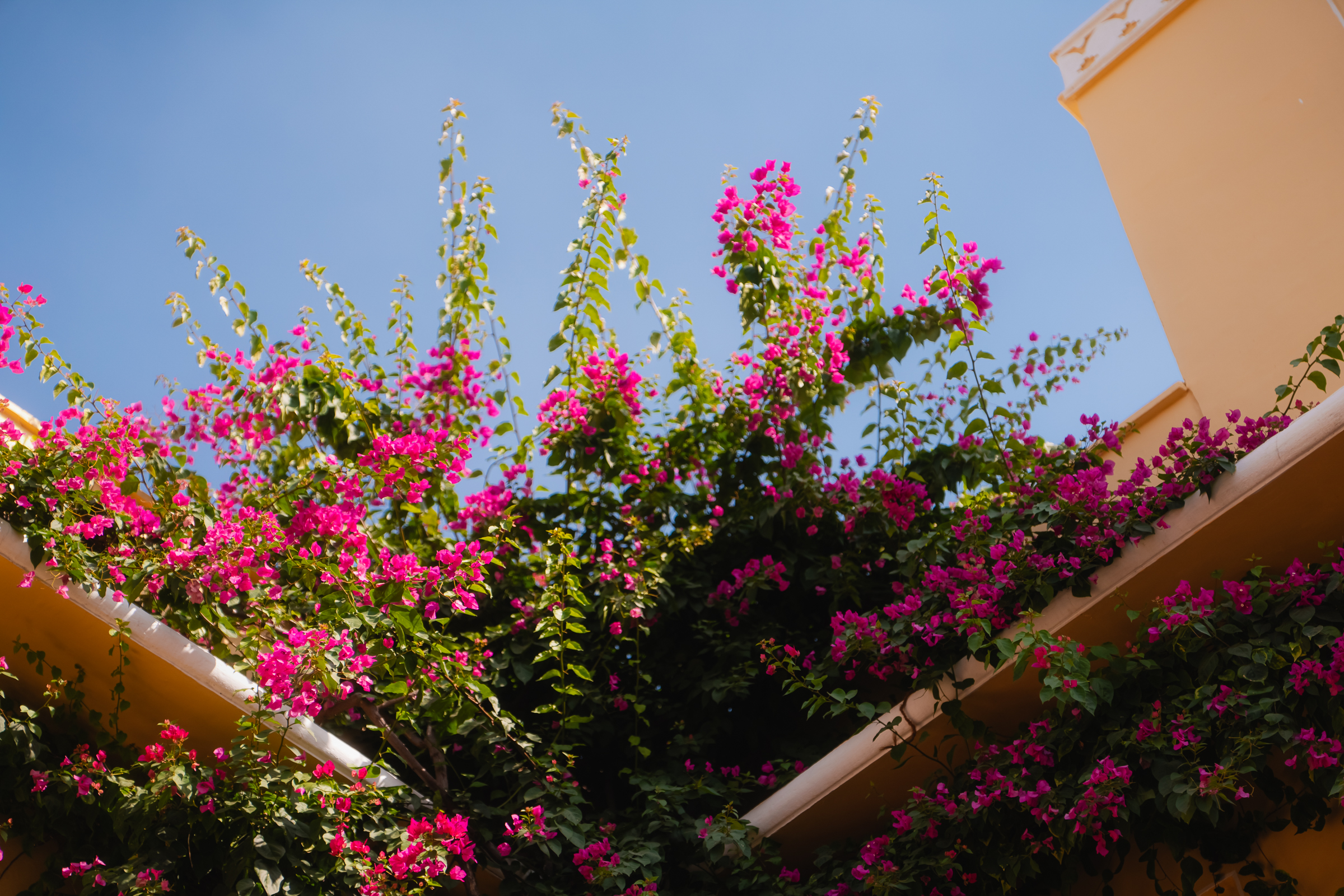 Image from Akhila Anand